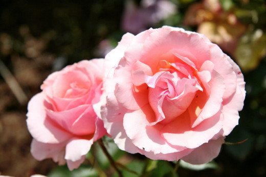 755663 (a): :2500x1666